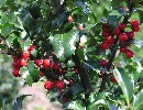 Ilex meserveae 'Blue Princess'-R-